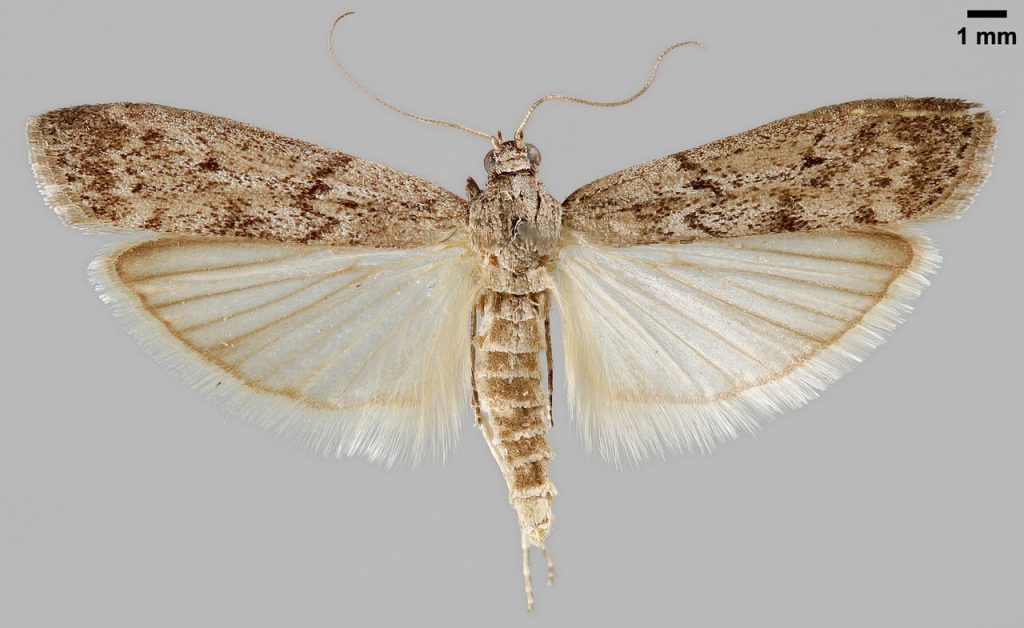 mklik mączny motyl
