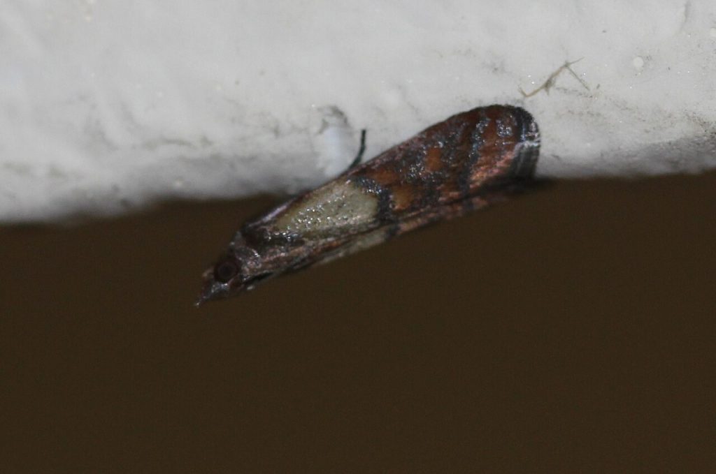 omacnica spichrzanka motyl