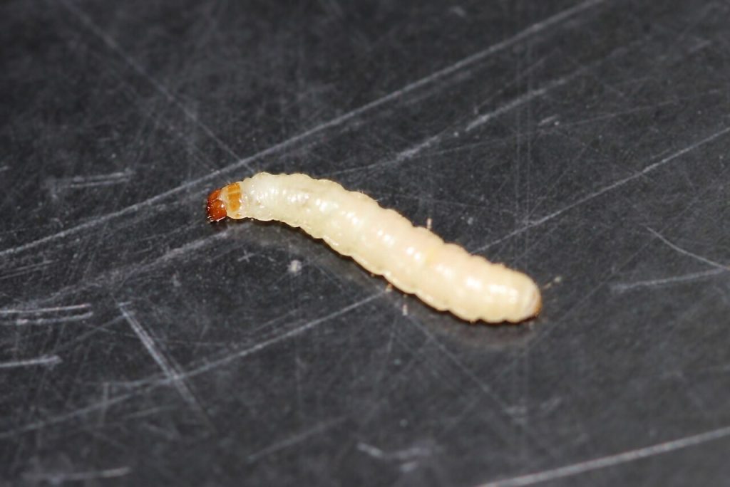 gąsienica omacnicy spichrzanki