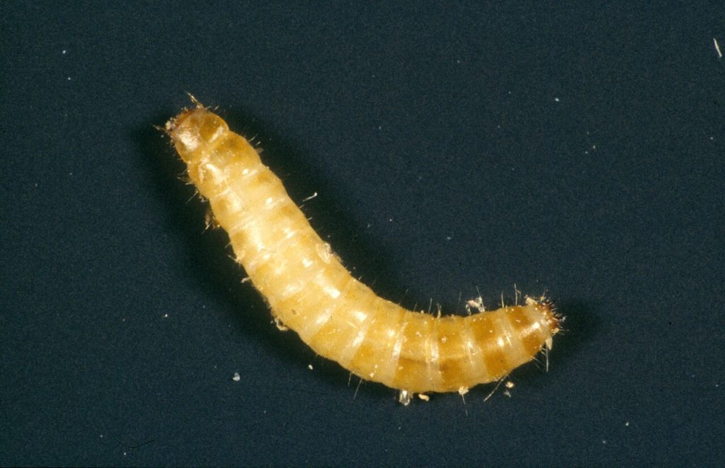 larwa trojszyka